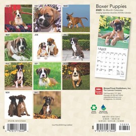 BrownTrout, Boxer Puppies 2025 Mini Wall Calendar