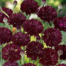 Outsidepride 2000 Seeds Purple Cornflower Bachelor's Button Garden Flower Seeds for Planting