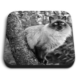 1 x Square MDF Fridge Magnet - Balinese Cat in Tree Eyes 36729