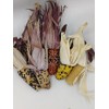 Small DeLite Mixed Indian Corn in Husk - Pack of