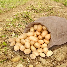 ANPHSIN 4Pcs Breathable Natural Burlap Bags - 24"x40" Reusable Thicken Jute Potato Onion Food Storage Sacks with Rope