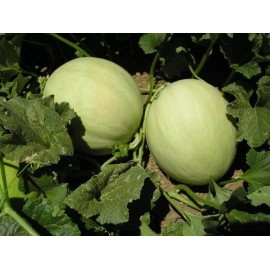 Southeast Seeds Honeydew Green Flesh Melon Seeds, NON-GMO, Variety Sizes Sold, FREE SHIPPING - 125 Seeds or 1/8 OZ