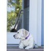 LupinePet Originals 1" Rose Garden 12-20" Adjustable Collar for Medium