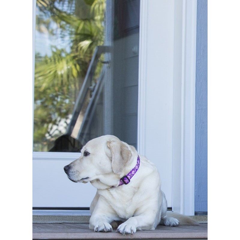 LupinePet Originals 1" Rose Garden 12-20" Adjustable Collar for Medium