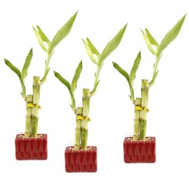 Set of 3 Live Lucky Bamboo 2 Stalk Arrangements in Red Square Ceramic Planters - Set of Three 6 Inch Lucky Bamboo Indoor Potted House Plants for Home and Office Decor