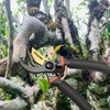 CLDURHGE Secateurs with Bypass Cutting Edge for Plants and Fresh