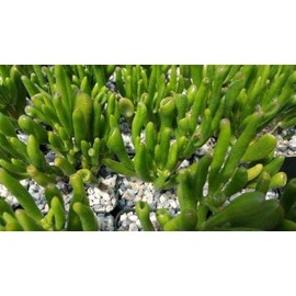 1 Crassula Ovata Jade Plant Cactus Live Succulent Fresh Beautiful