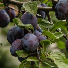 Black Plum Tree, Deep, Dark Plum with Rich Flavor Perfect for Fresh Eating, 2-3 ft Tree Height, 5 gal. Grower Pot (Due to Agricultural Laws, we Cannot Ship to CA, AZ, AK, or HI)