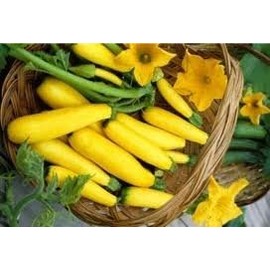 Squash Early Prolific Straightneck Garden Heirloom Vegetable Bulk 1,000 Seeds