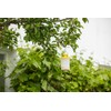 Kerbl CIT FlyCage3 Fly Trap with Attractant