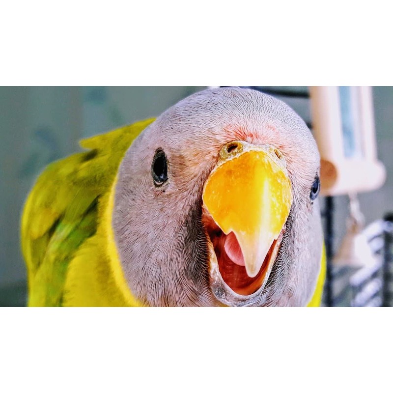 JW Pet Company Activitoy Double Axis Small Bird Toy, Colors