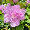 Generic Althea Purple Bloom, Purple Flowering, Deciduous, Shrub, Cold Hardy,