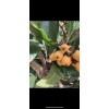 Tree 2 LOQUAT FRUIT TREE 3-6 Months Old Tree 2/3”