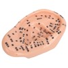Ear Sticker Acupuncture Kit 600pcs Ear Massage Sticker Acupuncture Model
