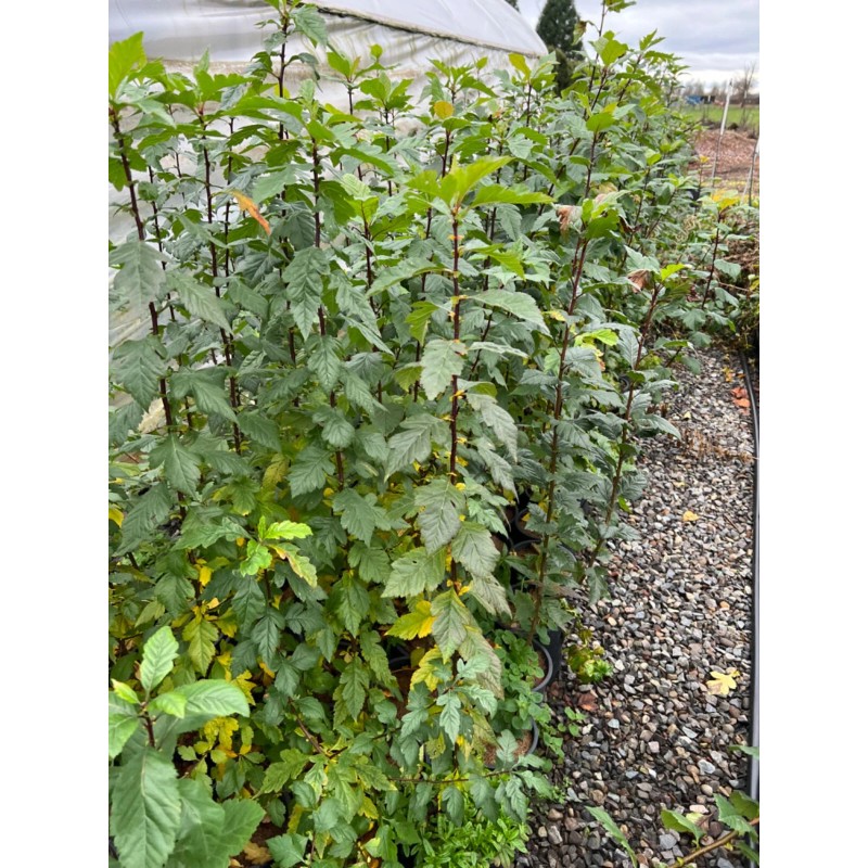 Santiam Nursery Wild Hawthorn tree, Crataegus monogyna ，Chinese Hawthorn's rootstock