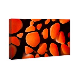 The Oliver Gal Artist Co. Nautical and Coastal Wall Art Canvas Prints 'Slate Pencil Sea Urchin by David Fleetham' Home Décor, 30" x 20", Orange, Black