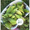 KSGARDEN 10GR = 30+ PCS WAXY CORN WHITE EXTRA STICK