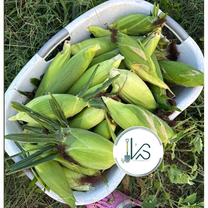 KSGARDEN 10GR = 30+ PCS WAXY CORN WHITE EXTRA STICK