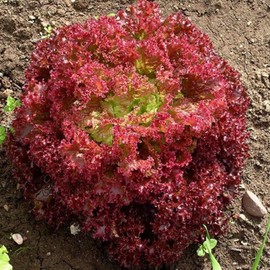 Seeds4planting - Seeds Lollo Rosso Lettuce Indoor Leaf for Salad Heirloom Vegetable Non GMO for Planting