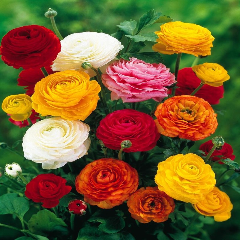 Ranunculus asiaticus Mix - 60 flower bulbs