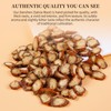 Hee Creek Salvia Root Slices 300g/10.58 Dried Dan Shen Herb