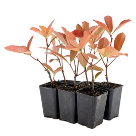 6 Red Tip Photinia, Photinia x Fraseri, Thriving in Extra Deep Nursery Cubes