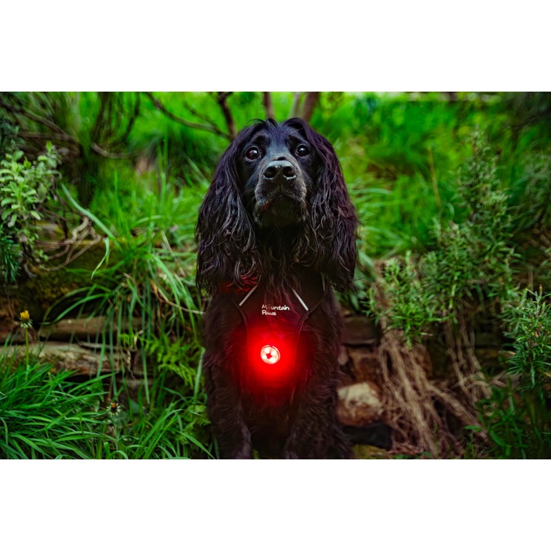 Mountain Paws Dog Collar Safety Light, 4 Colour Modes &