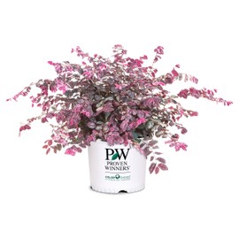 2 Gallon Proven Winners Loropetalum Jazz Hands Variegated Shrub