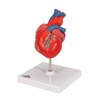 3B Scientific Human Anatomy - Classic Heart Model, 2 Pieces
