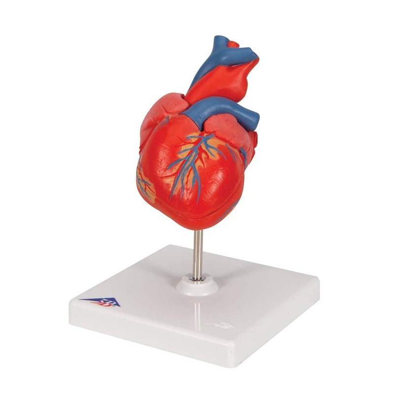 3B Scientific Human Anatomy - Classic Heart Model, 2 Pieces