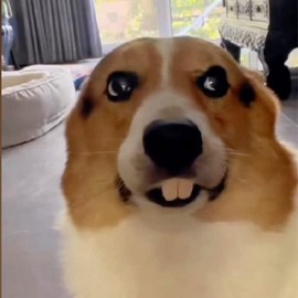 GANPUB Fake Teeth Fake Teeth for Dogs Pet Supplies, Funny Dog Teeth Braces, Dog Christmas Costume Suitable Dog Chew Toys Dogs Toys