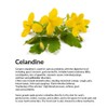 Transvital Celandine Tincture / 50 ml Cream with Extract of