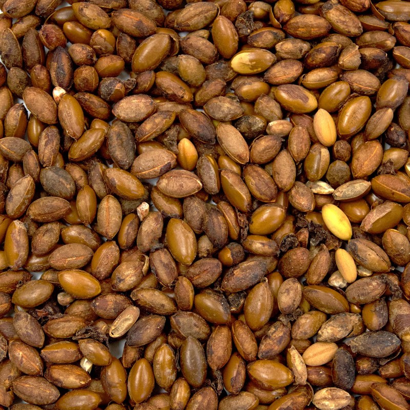 Palm Beach Medicinal Herbs - Miracle Fruit (Synsepalum dulcificum) -