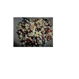 Mini Indian Corn SEEDS - 20 to 30 Seeds ONLY Multi Colors