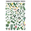 Laminated Common Trees of Eastern North America Sibley's Poster Print