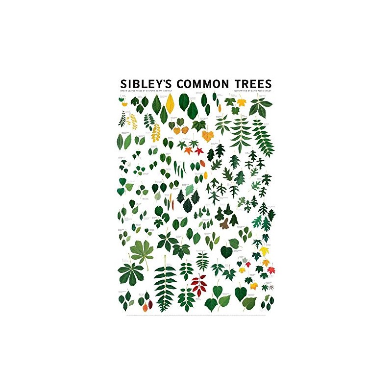 Laminated Common Trees of Eastern North America Sibley's Poster Print