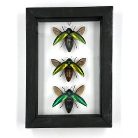 Real Framed Insect Taxidermy Specimen, Oddities, Framed Taxidermy Preserved in Shadow Box as Pictured - Tabletop Standable & Wall Hanging Home Decor (3 Jewel Beetle) by TAXIBUGS