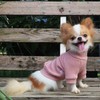 LOPHIPETS Small Dog Turtleneck Sweaters for Teacup Chihuahua Yorkie Puppy