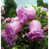 NIKA SEEDS - Flowers Canterbury Bells Double Mix (Cups and