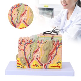 Skin Model, 35X Enlarged Skin Anatomical Model 3D Skin Layer Structure Anatomy Model with Hair for Science Classroom Learning Teaching Display Medical Skin Marking