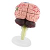 1pc Disassembled Anatomical Human Brain Model Medical Teaching Tool Toy