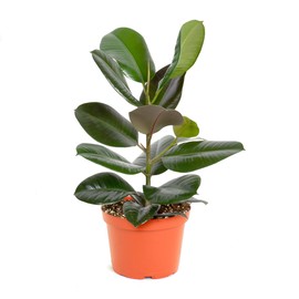 Shop Succulents Ficus Burgundy Rubber Tree, Live Indoor Floor Plant, Trendy Living Room or Office Decor, Tropical Houseplant Potted in Soil with Grower Pot, Garden and New Home Gift, 2-3 Feet Tall