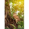 Hi-Line Gift 14.5" H Great Horned Owl Resin Garden Statue