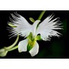 100PCS Dove Orchid White Egret Flower Seeds Plant Garden Heirloom