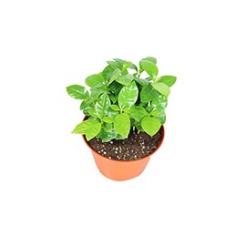 Arabica Coffee Plant - 6'' from California Tropicals