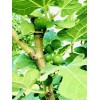 Hardy Chicago Organic Fig Tree 5 Cuttings ---Hardy Chicago