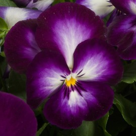 pansy Ultima 50 Pansy Seeds Ultima Radiance Violet Pansy Seeds
