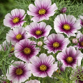 Outsidepride 1000 Seeds Annual Cosmos Bipannatus Day Dream Pink Cut Flower Seeds for Planting