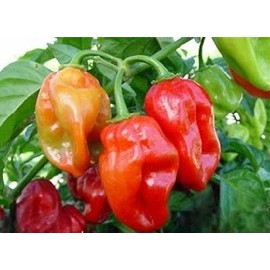 LESTER WILLIAM'S Red Hot Pepper, (10 Seeds) Very Rare ,from St.Vincent BWI
