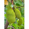 Unbranded Jackfruit Seedling Tree Live - 1 Year Old Tree